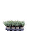 Juniperus 'blue Chip' 13cm
