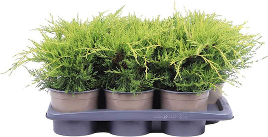 Juniperus 'old Gold' 17cm