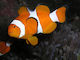 Amphiprion Ocellaris Zucht Aquarienfische
