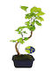 Μπονσάι Gingko Biloba