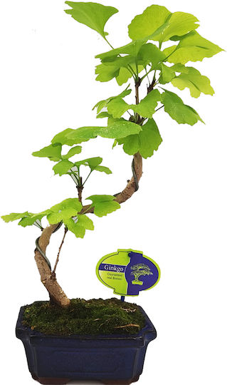 Μπονσάι Gingko Biloba