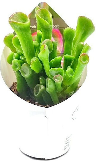 Κρασούλα Crassula Ovata Hobbit Παχύφυτο