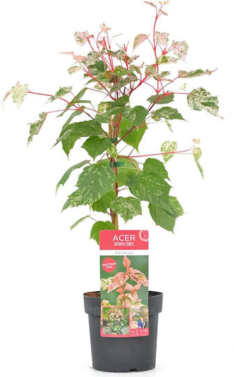 Acer Conspicuum Red Flamingo