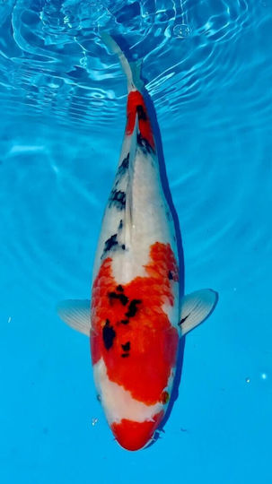 Lebende Aquarienfische Cyprinus Carpio Japan Koi Sanke A-Grade 25cm