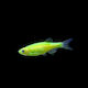 Pești De Acvariu Zebra Danio Verde Neon Viu