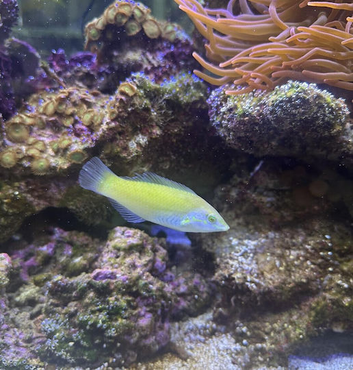 Pești De Acvariu Vii De Apă Sărată Pastel Verde Wrasse Coris Verde