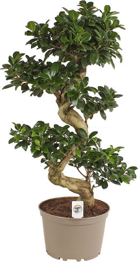 Впечатляващ Бонсай Ficus Ginseng