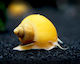 Aquarium Fish