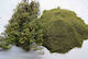 Oregano Seed 8g Aromatic