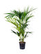 Κέντια Howea Forsteriana Kentia Palm