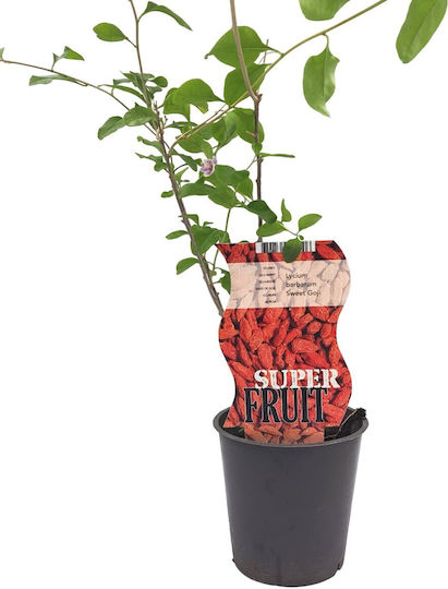 Goji Berry Pflanze Topf
