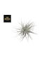 Tillandsia Silver Head