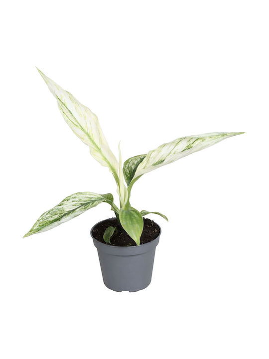 Σπαθίφυλλο Spathiphyllum Sensation Varigated Σπαθίφυλλο Spathiphyllum Sensation Varigated