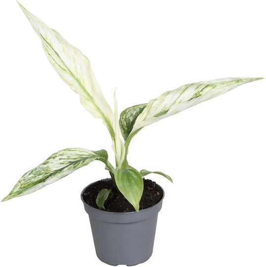 Spathiphyllum Sensation Variegata