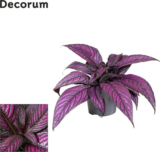 "περσική Ασπίδα" Strobilanthes Dyeriana