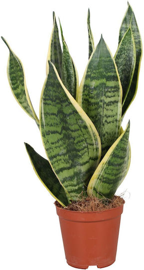 Sansevieria "Futura Superba" 20 Cm