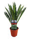 Τσίκας "cycas Revoluta" 30 Εκ
