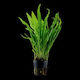 Microsorum Pteropus Sp Petite