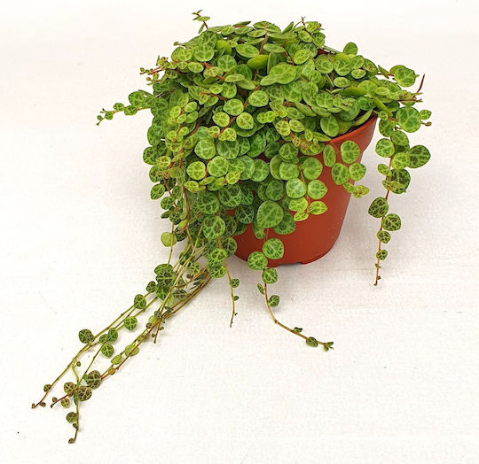 Πεπερόμια Peperomia Prostrata String Turtle