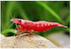 Neocaridina Heteropoda Bloody Mary
