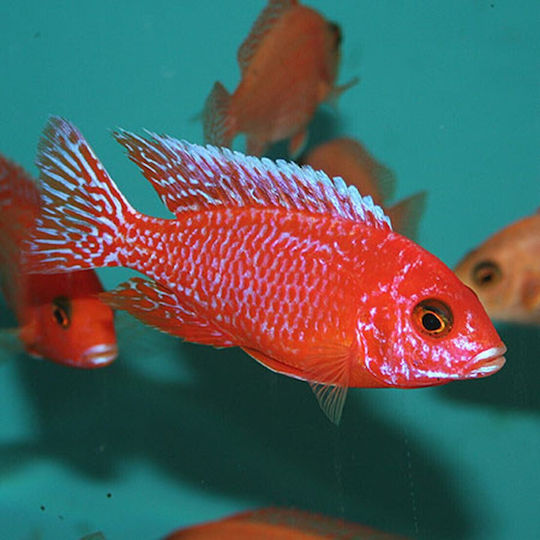 Живи Риби За Аквариум Aulonocara Strawberry Peacock Malawi African Cichlid Мл 8-9 См