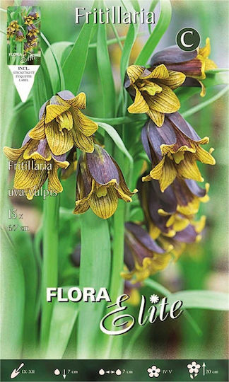 Fritillaria Uva Vulpis Gelbes Lila Zwiebel 10Stück