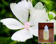 Weißes Parfüm White Musk 50ml