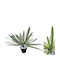 Agatha With Real Texture Potted Plant 44cm 0516209