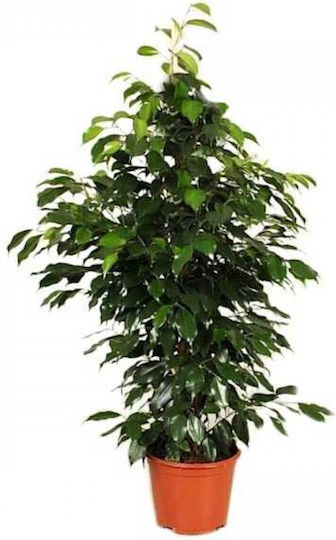 Φικος Μπενζαμιν Ficus Benjaminα Υψοσ>1m