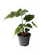 Alocasia Jacklyn