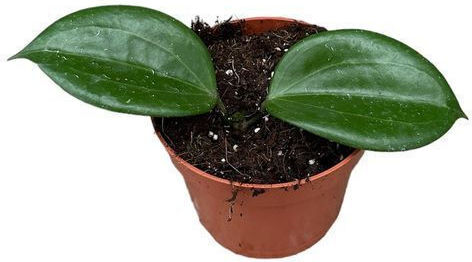 Χόγια Hoya Quinquenervia