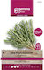 Розмари Rosemary Gemma