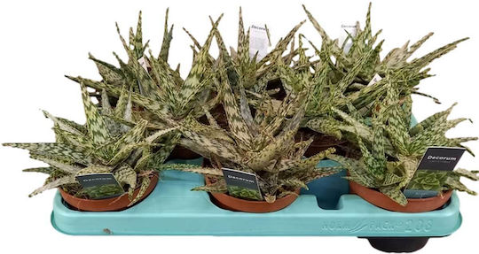 Aloe Somaliensis 10.5cm