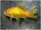 Goldfisch Yellow Comet 5-8cm