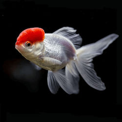 Ζωντανα Ψαρια Ενυδρειου & Λιμνης Lf Goldfish Carassius Auratus Oranda Lion Head Red Cap 5 Cm