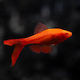 Cherry Barb Albino M Pești De Acvariu