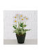 Gänseblümchen Daisy Topfpflanze H28cm