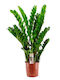 Oem Ζάμια Ή Ζαμιοκούλκας Zamioculcas Zamiifolia 1 Lt 20/30