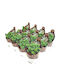 Sedum Multiceps 6.5cm