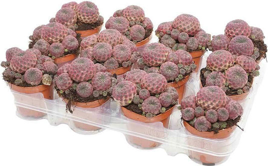 Sulcorebutia Rauschii 8,5 cm Sulcorebutia Rauschii 8,5 cm