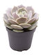 Echeveria Lola 6 cm