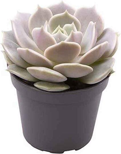 Echeveria Lola 6 cm