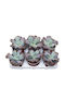 Echeveria 'Paul Bunyan' 13m