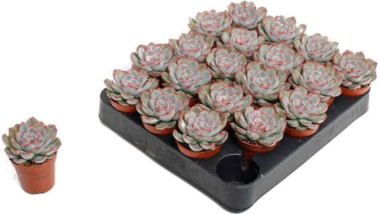Echeveria Pelisuda 5.5cm