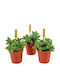 Delosperma Echinatum 5.5cm