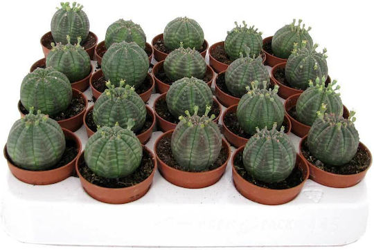 Euphorbia Obesa 5.5cm