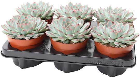 Echeveria 'sky Pearl' 12cm
