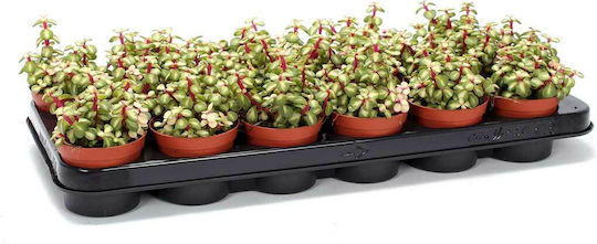Portulacaria 'mediopicta' 8.5cm Portulacaria 'mediopicta' 8.5cm