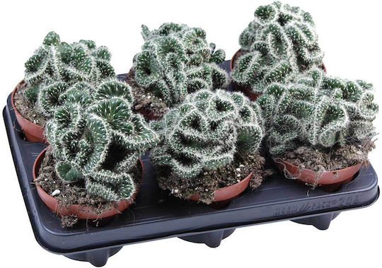 Opuntia Cylindrica Cristata 12cm