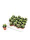 Crassula 'springtime' 5.5cm